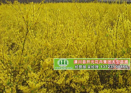 河南连翘种植基地