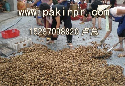 广东核桃,广东核桃供应