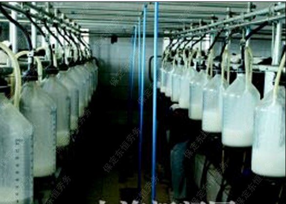 供应招赴澳大利亚乳制品加工厂