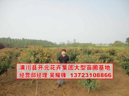 红叶石楠价格,河南红叶石楠