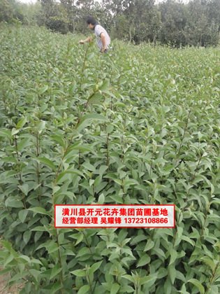 大叶女贞苗,冬青苗,河南大叶女贞苗