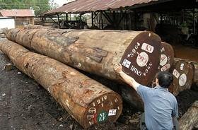 进口木材报关木材价格整体下跌，实木家具降价迎合市场