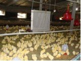 养殖专用锅炉,质量过硬！