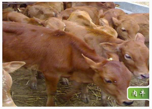 嘉祥小肉牛价格