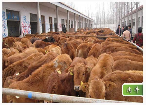 山东肉牛哪里好