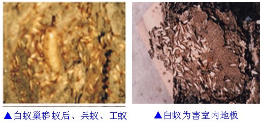 供应除四害公司，企业灭老鼠，杀臭虫，石排杀白蚁公司