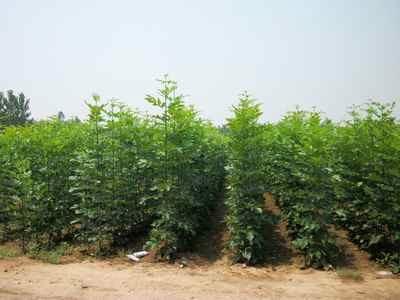 厂家供应速生白蜡小苗