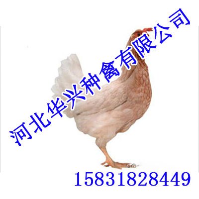 京粉二号,京粉二号鸡苗,京粉二号价格,华兴种禽