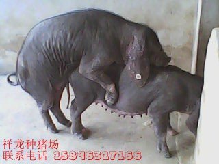 出售太湖母猪 太湖母猪价格