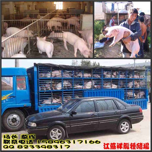江苏仔猪价格 出售三元仔猪