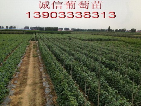 紫甜无核葡萄苗 a17葡萄苗价格