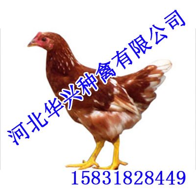 邯郸罗曼粉1