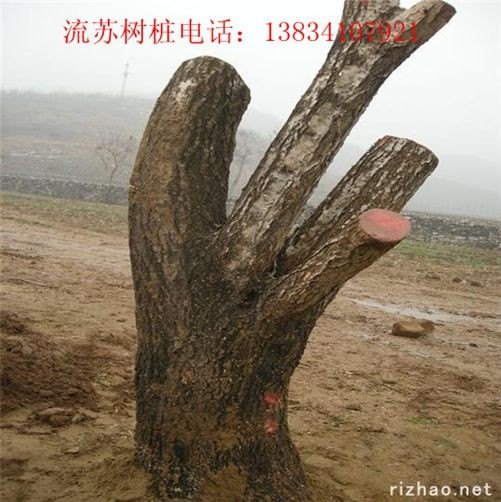 8公分牛筋树-10公分牛筋树-20公分牛筋树-30公分牛筋树