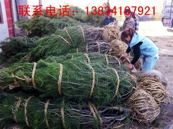 1、2、3米白皮松 3米占地白皮松 3米白皮松工程苗