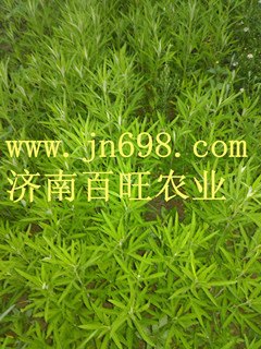 柳蒿种子，降压菜种子
