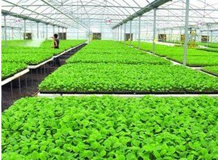 澳大利亚农研所蔬菜种植工