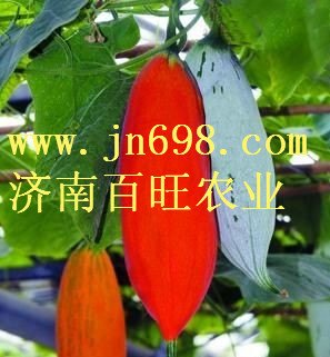 变色瓜种子    