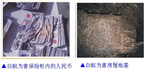 东莞松山湖灭老鼠，松山湖白蚁防治，松山湖灭蚊子跳蚤蟑螂白蚁公司