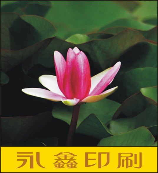 广州市天河区画册印刷，科技公司画册设计