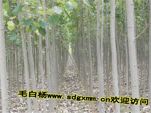 窄冠毛白杨雄株毛白杨抱头毛白杨