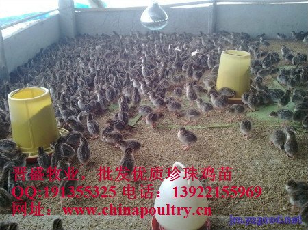 珍珠鸡养殖条件，北方养殖珍珠鸡，南方养殖珍珠鸡