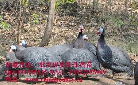 供应珍珠鸡现在的价格，2018年珍珠鸡市场报价