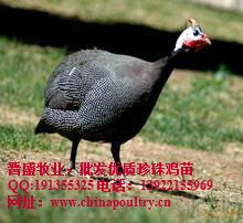 珍珠鸡体重，珍珠鸡重量，珍珠鸡料重比