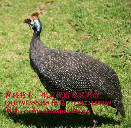 规模最大的山东珍珠鸡养殖 