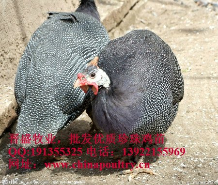 cctv2珍珠鸡，珍珠鸡与珍珠鸡 