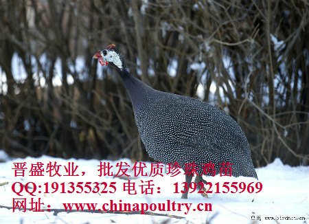 珍珠鸡预混料，珍珠鸡饲料，珍珠鸡饲料配方