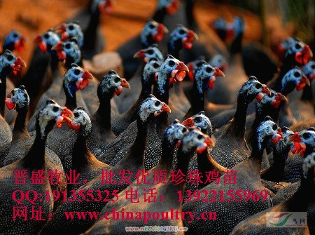 珍珠鸡产地，珍珠鸡鸡苗的价格，珍珠鸡苗批发