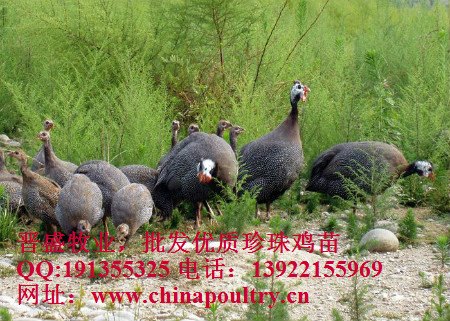 广西珍珠鸡养殖场，珍珠鸡生长环境，珍珠鸡孵化时间