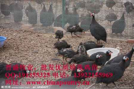 cctv7珍珠鸡养地，珍珠鸡种鸡场 