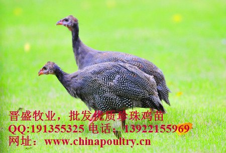 cctv7科技苑珍珠鸡，山东珍珠鸡养殖场山东珍珠鸡价格