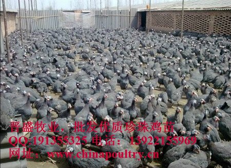 珍珠鸡养殖户，珍珠鸡几个月出栏，放养珍珠鸡肉质好 
