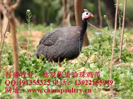 如何养殖珍珠鸡，珍珠鸡常见病，H7N9防治	