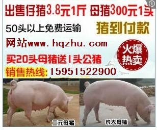 银川小猪苗价格三元仔猪