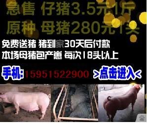 江苏沭阳苏太母猪价格