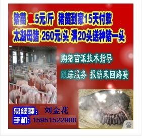 新疆杜洛克种猪价格