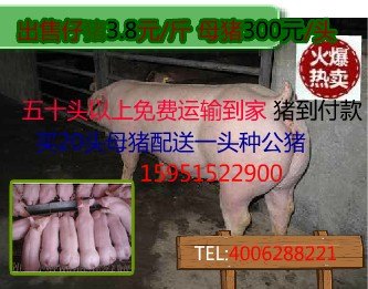 贵州地区二元母猪价格