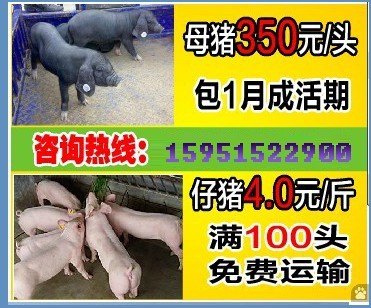 扬州周边仔猪价格