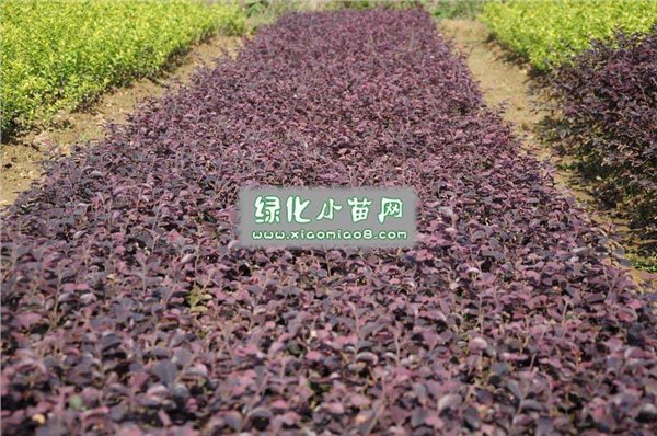 红花继木,杜鹃,金叶女贞,绿盛苗木基地