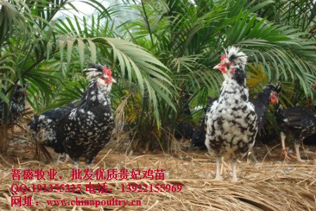 贵妃鸡的市场