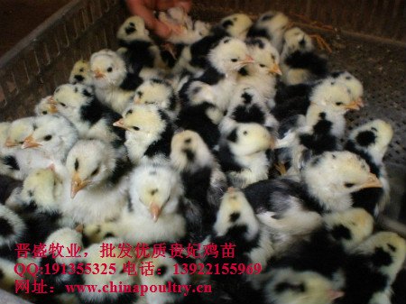 贵妃鸡养殖技术 贵妃鸡利润 贵妃鸡技术培训 