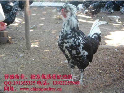 贵妃鸡苗厂家 贵妃鸡种鸡场 贵妃鸡养殖利润