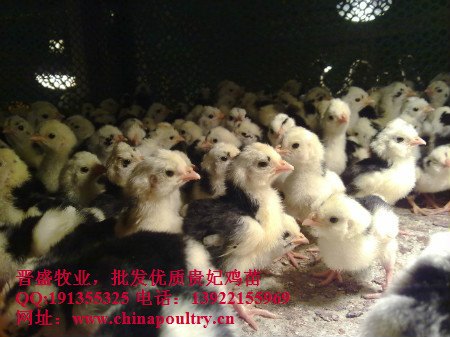 贵妃鸡苗价 贵妃鸡苗批发 贵妃鸡苗厂家价格 
