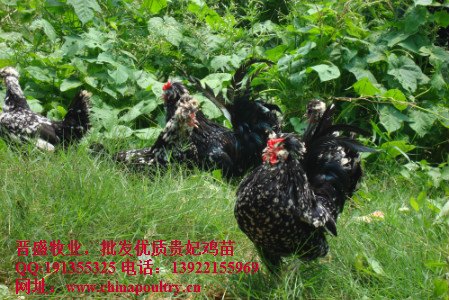 贵妃鸡价格 贵妃鸡养殖效益 贵妃鸡养殖成本