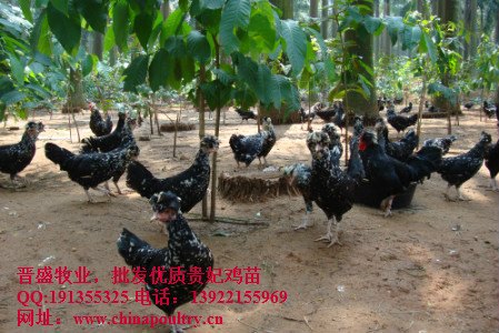 贵妃鸡销售市场 贵妃鸡市场价 贵妃鸡价格