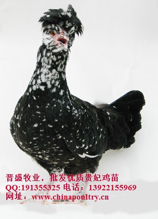 贵妃鸡养殖技术 贵妃鸡养殖经验 贵妃鸡原产地 