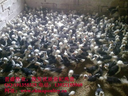 如何养贵妃鸡 贵妃鸡技术 贵妃鸡视频